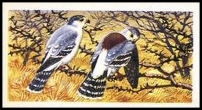 11 Pygmy Falcon